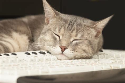 android メモリ使用量: なぜ猫は時々キーボードの上で寝るのか？